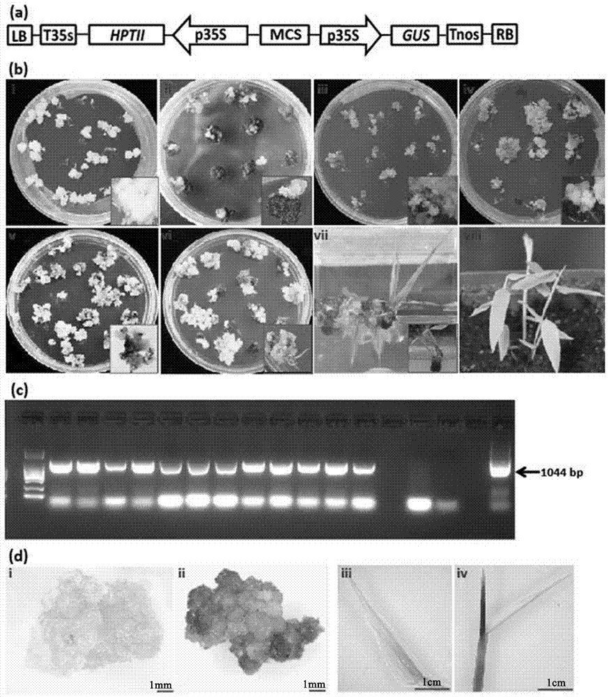 Agrobacterium-mediated dendrocalamus latiflorus transformation method