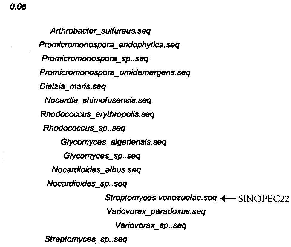 Streptomyces venezuelae, and authentication method and application thereof