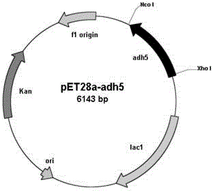 Carbonyl reductase gene, codase, vector, engineering bacterium and application thereof