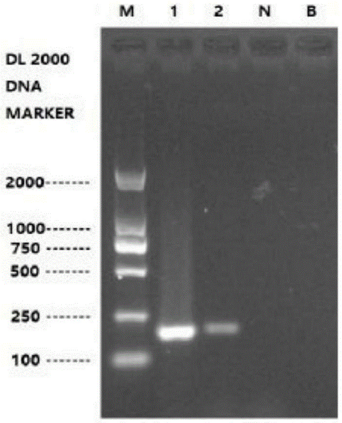 PCR detection primers and detection method for musk-derived ingredients
