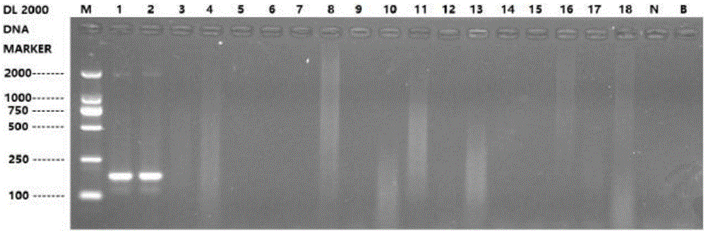 PCR detection primers and detection method for musk-derived ingredients