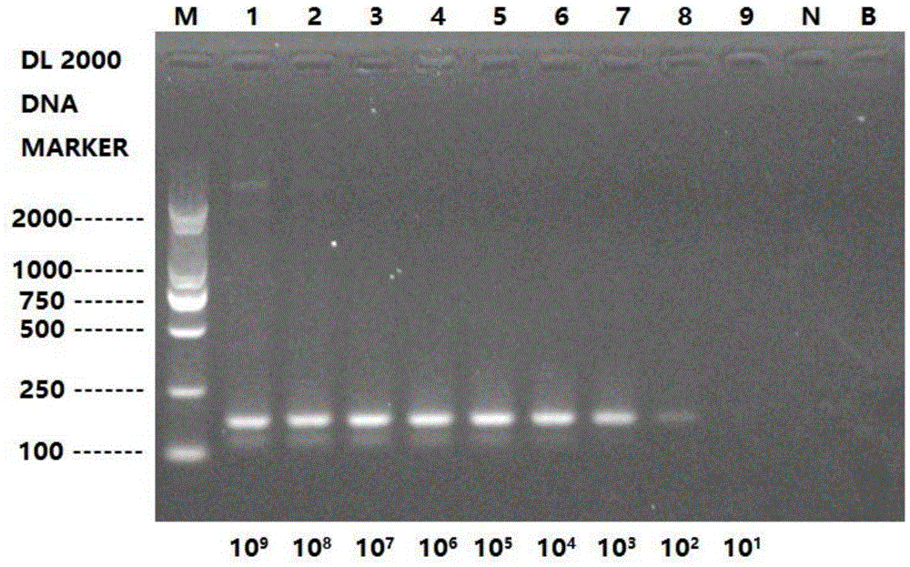 PCR detection primers and detection method for musk-derived ingredients