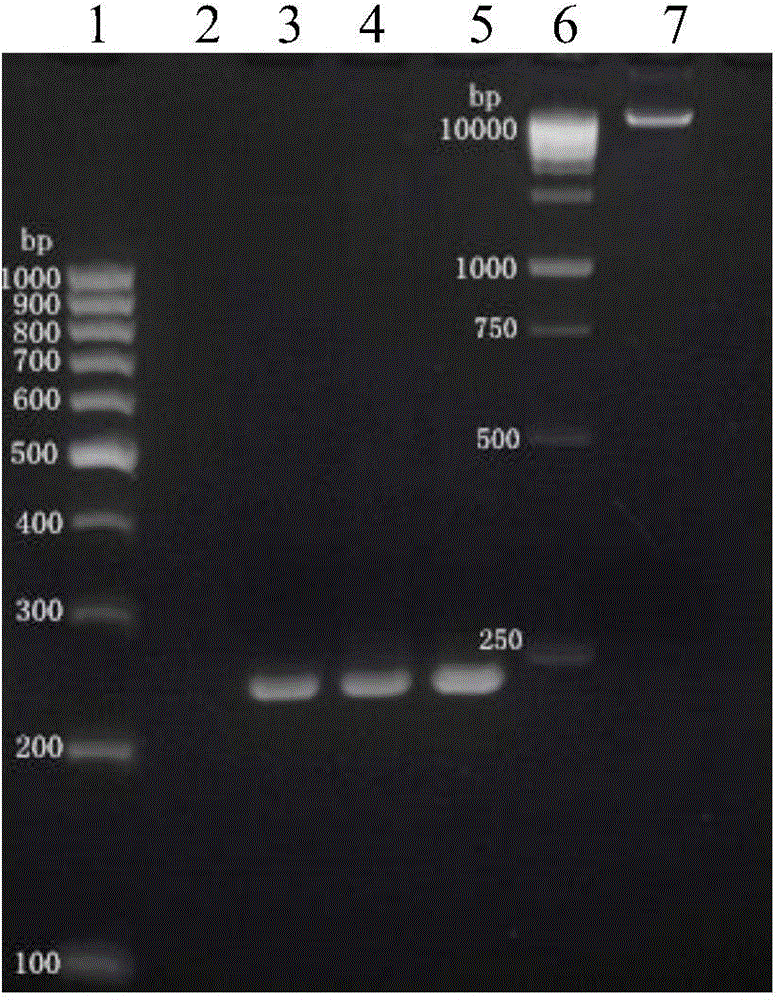 Primer pair and reagent box for identifying acremonium terricola mutagenic strain MKL18