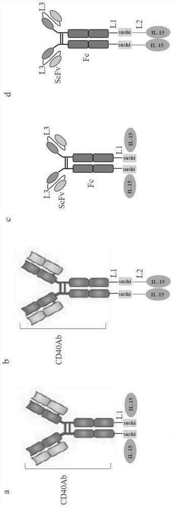 Fusion protein containing CD40 antibody and IL-15 and preparation method and application of fusion protein