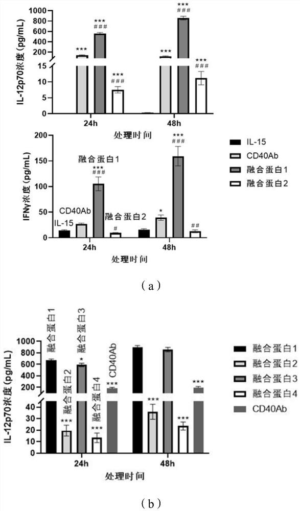 Fusion protein containing CD40 antibody and IL-15 and preparation method and application of fusion protein