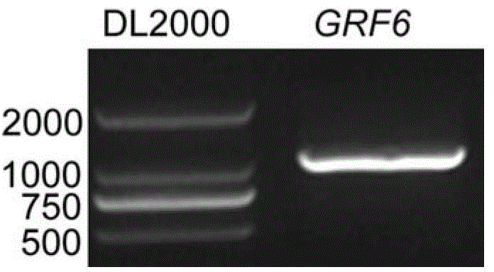 Application of OsGRF6 protein in regulation of plant height