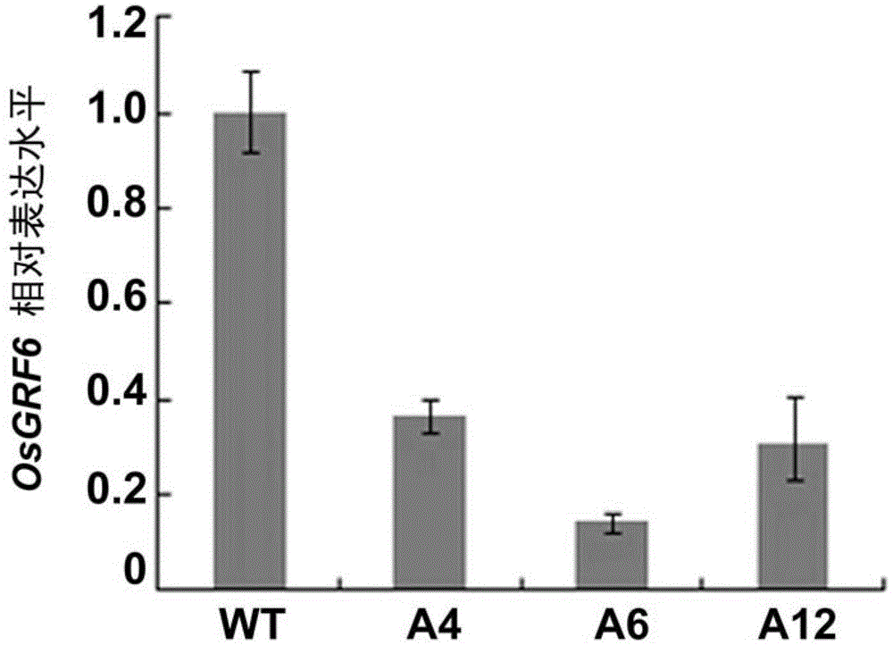 Application of OsGRF6 protein in regulation of plant height