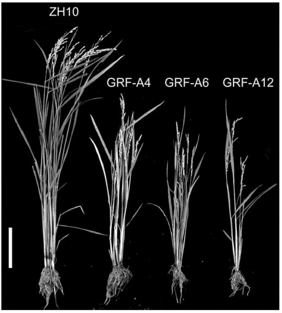 Application of OsGRF6 protein in regulation of plant height