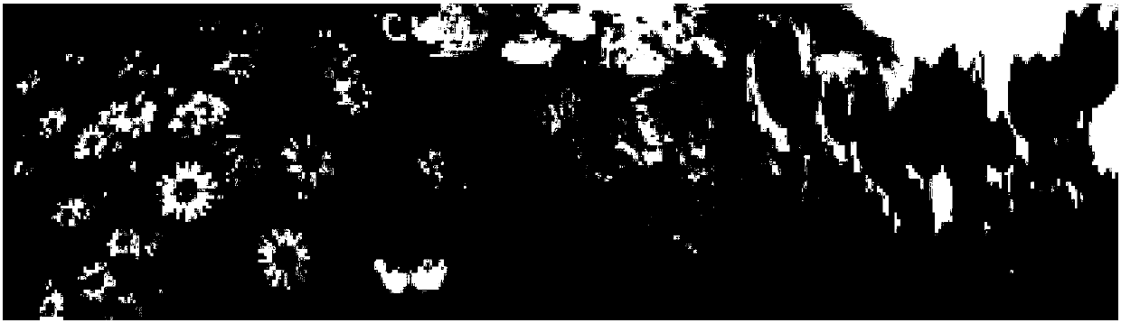 Image Super-resolution Reconstruction Method Based on Representation Learning and Neighborhood Constrained Embedding