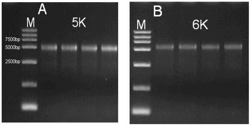Building method of long fragment nucleic acid library