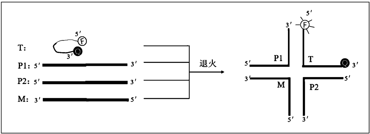 Screening method of gene polymorphism detection probe