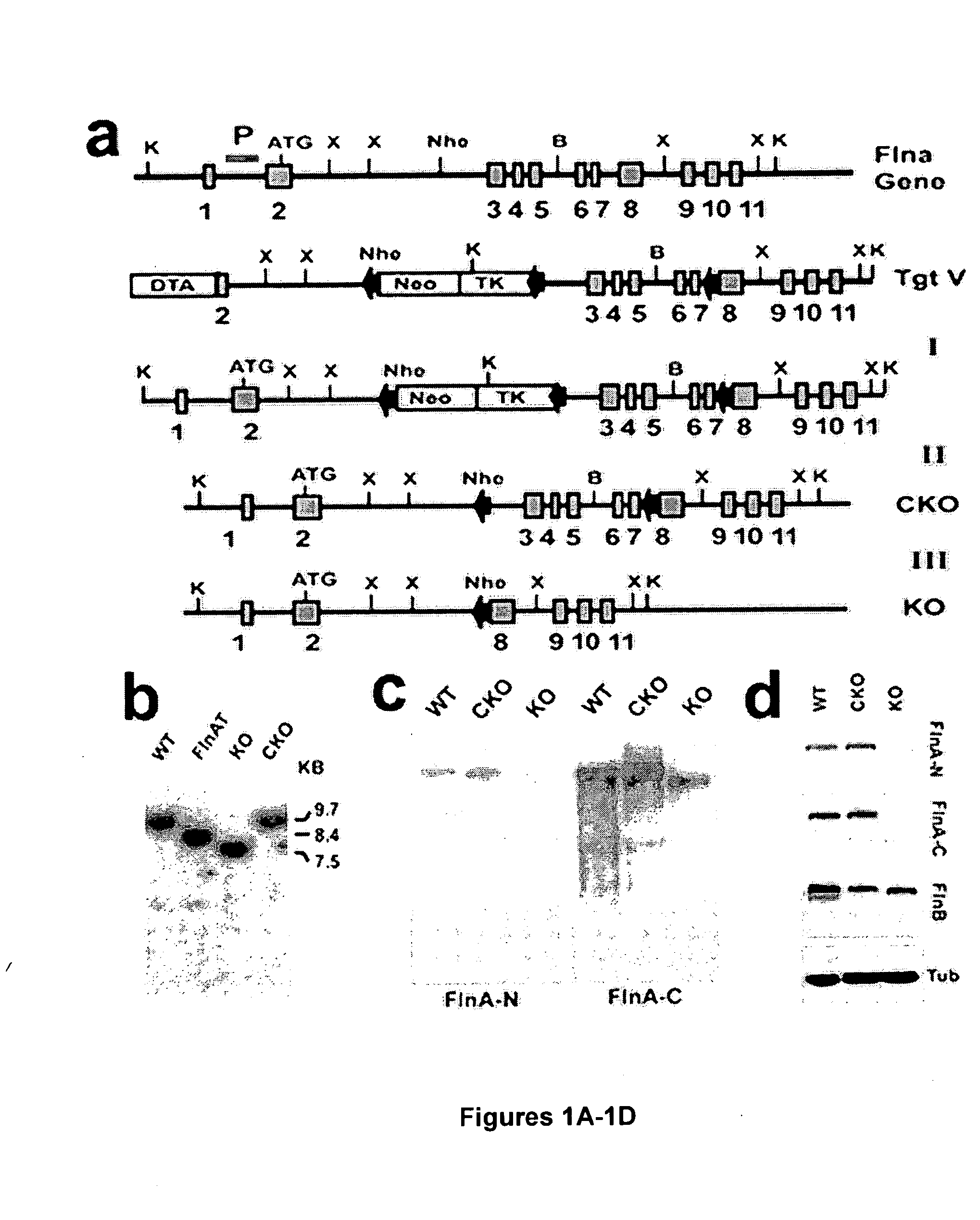 Methods and kits for diagnosis and treatment of cell-cell junction related disorders