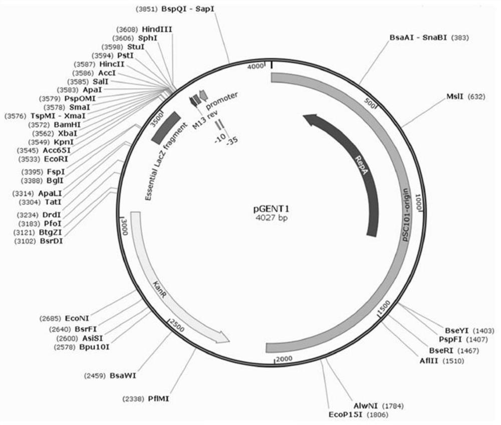 A modified plasmid replicator and its application