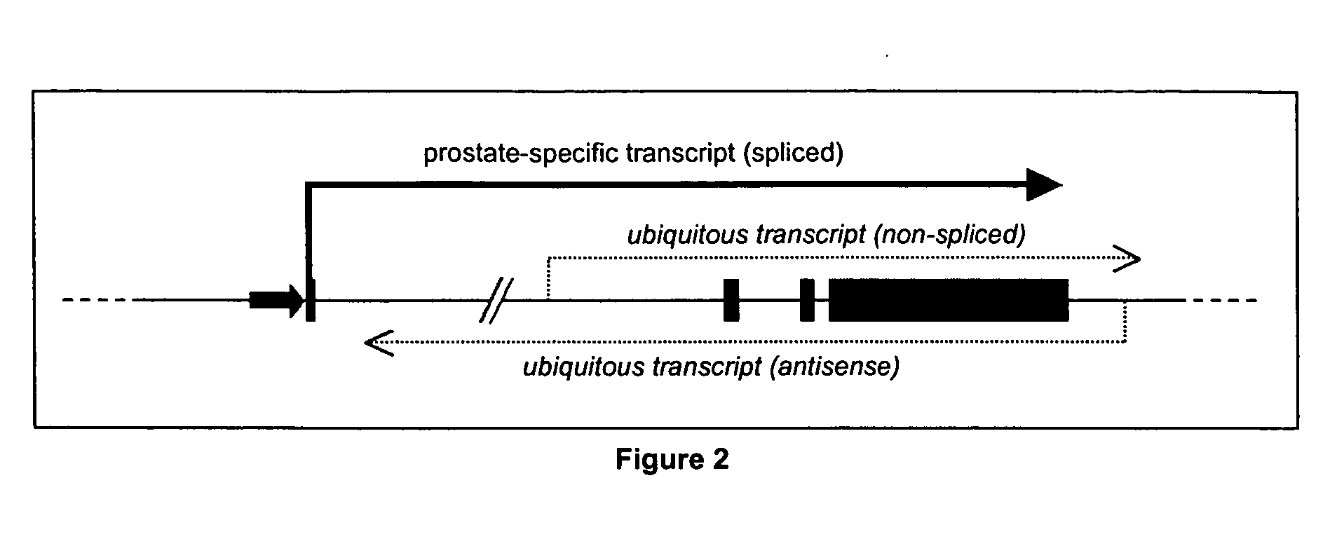 Specific method of prostate cancer detection based on PCA3 gene and kits therefor