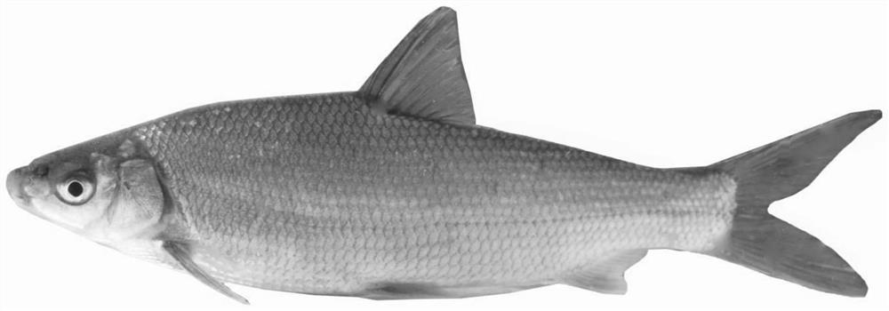 Large-scale preparation method of natural gynogenesis bighead carp derived from distant hybridization