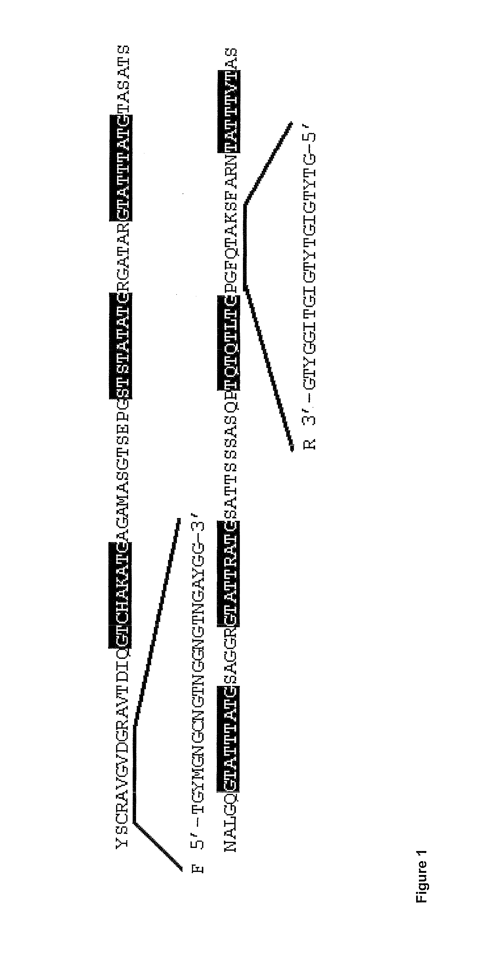 Polypeptides comprising an ice-binding activity