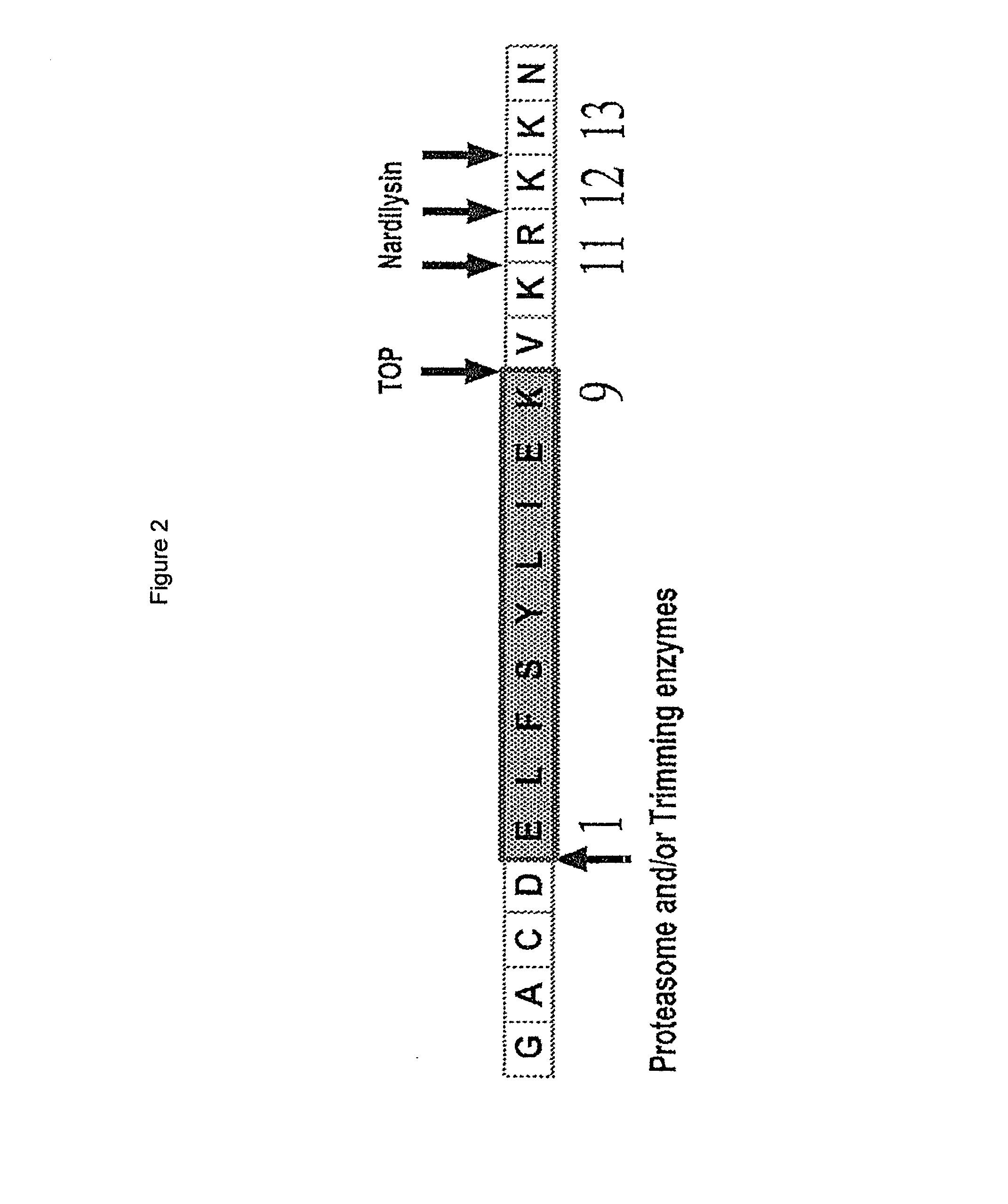 Prame derived peptides and immunogenic compositions comprising these