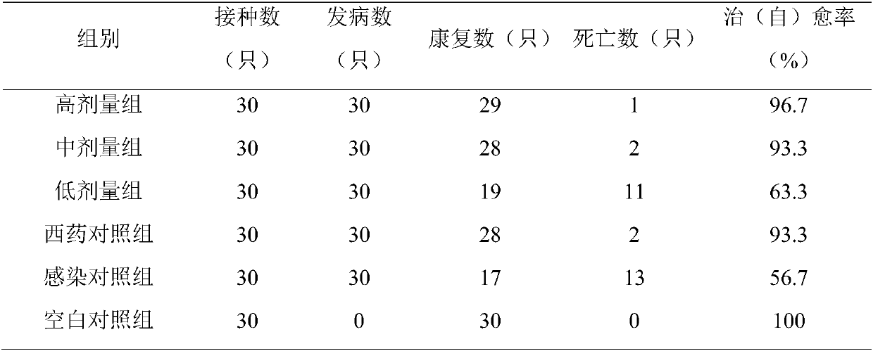 Traditional Chinese medicine composition for treating chicken colibacillosis, and preparation method and application thereof