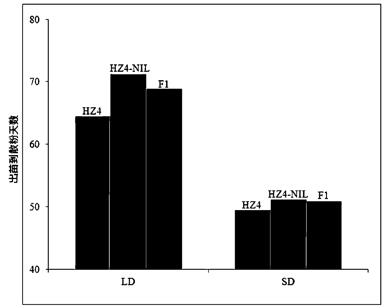 A method for breeding early flowering maize by using maize zmdps10-2 gene and its application