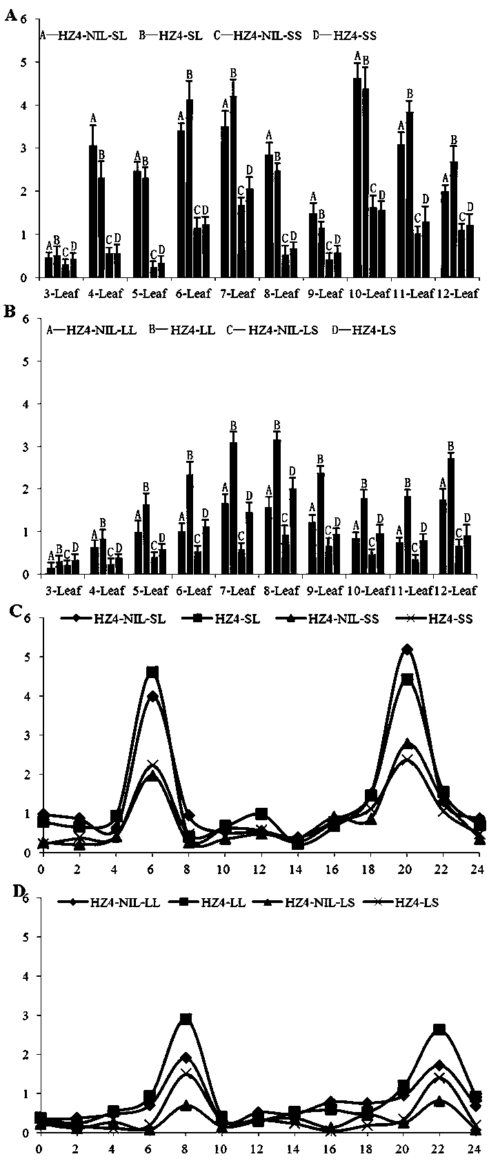 A method for breeding early flowering maize by using maize zmdps10-2 gene and its application