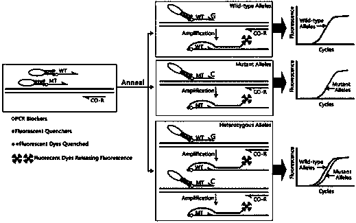 CRAS-PCR detection method of single base mutation of gene