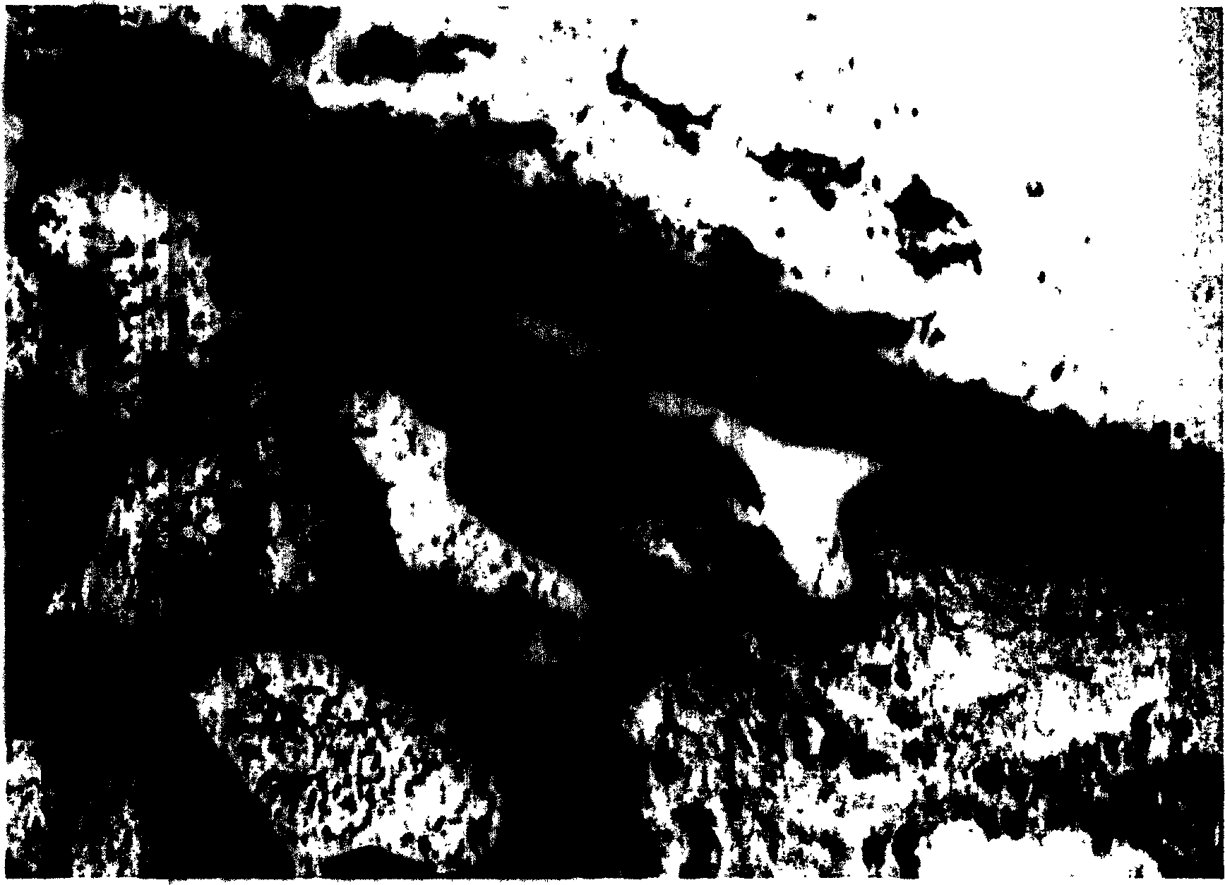 Organism tissue staining method