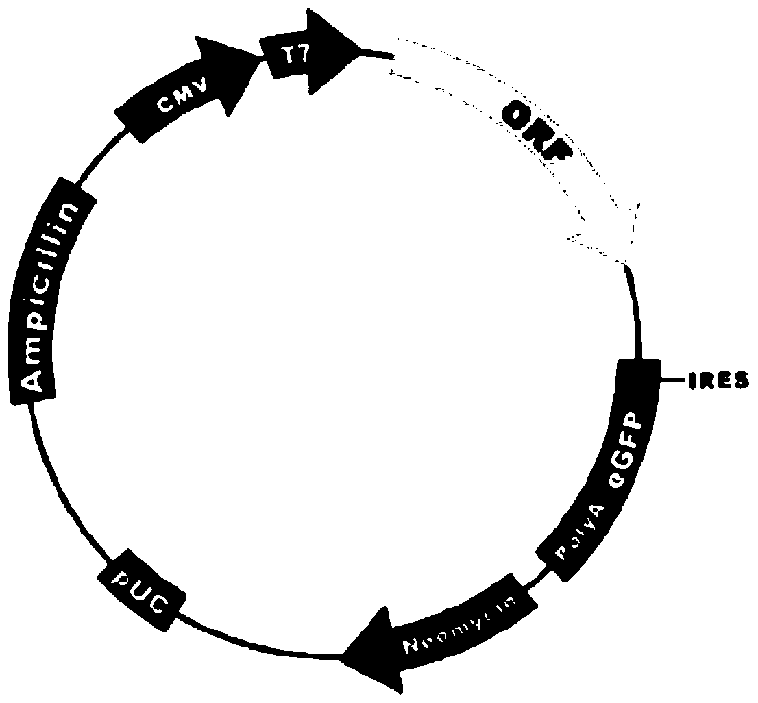 A kind of recombinant hek293 cell with high expression of ephrinb2 and its application