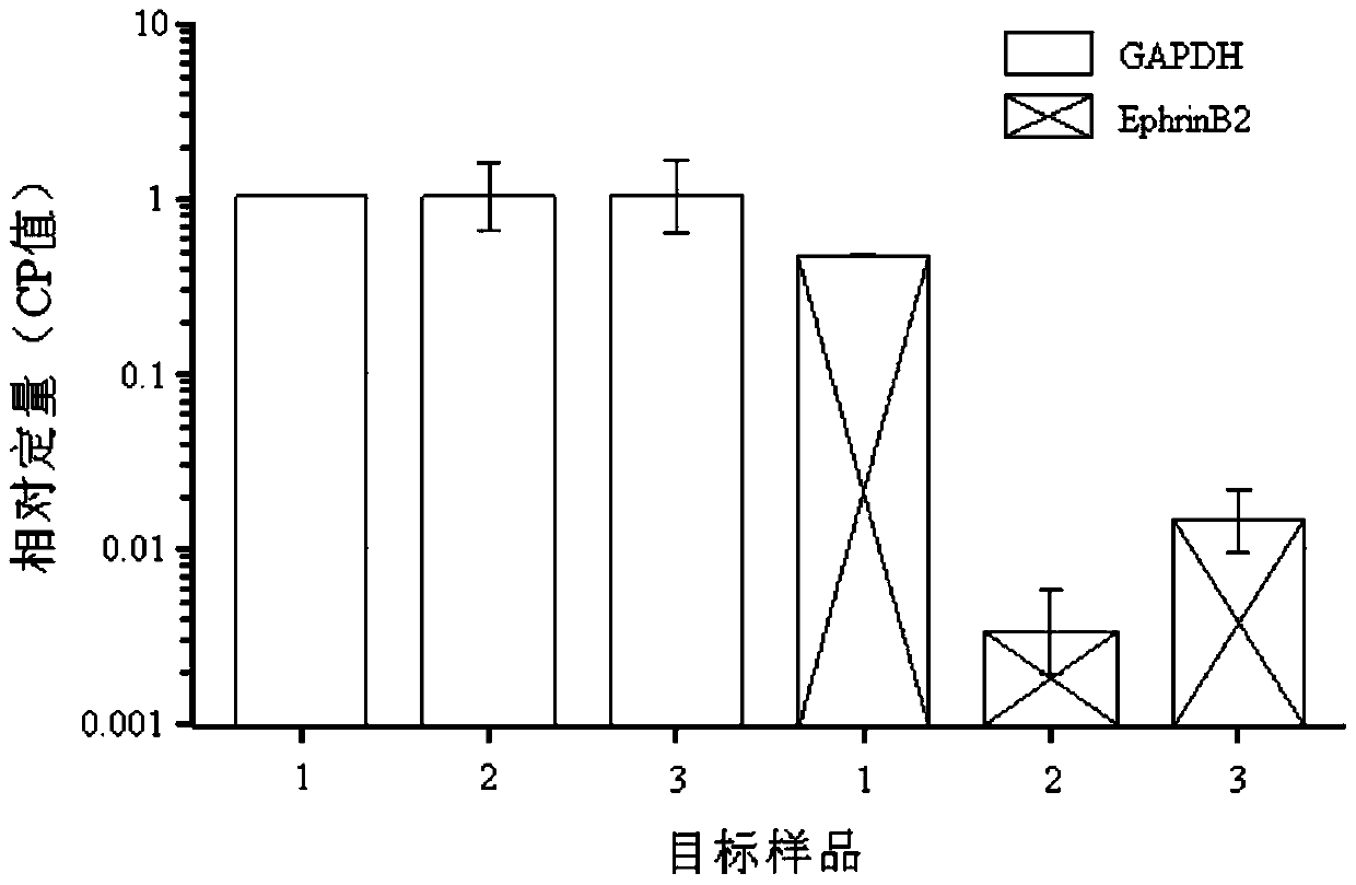 A kind of recombinant hek293 cell with high expression of ephrinb2 and its application