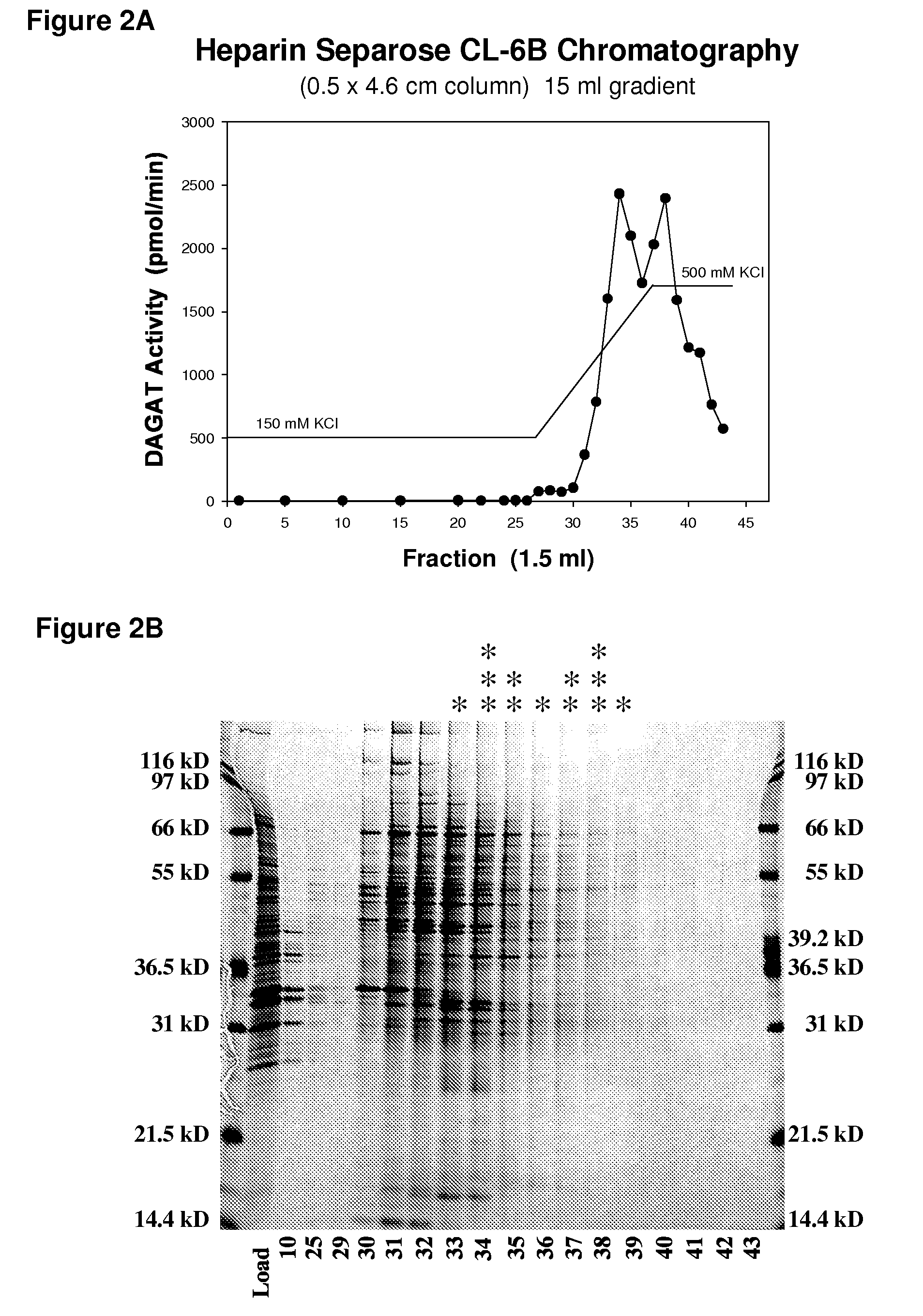 Diacylglycerol acyl transferase proteins