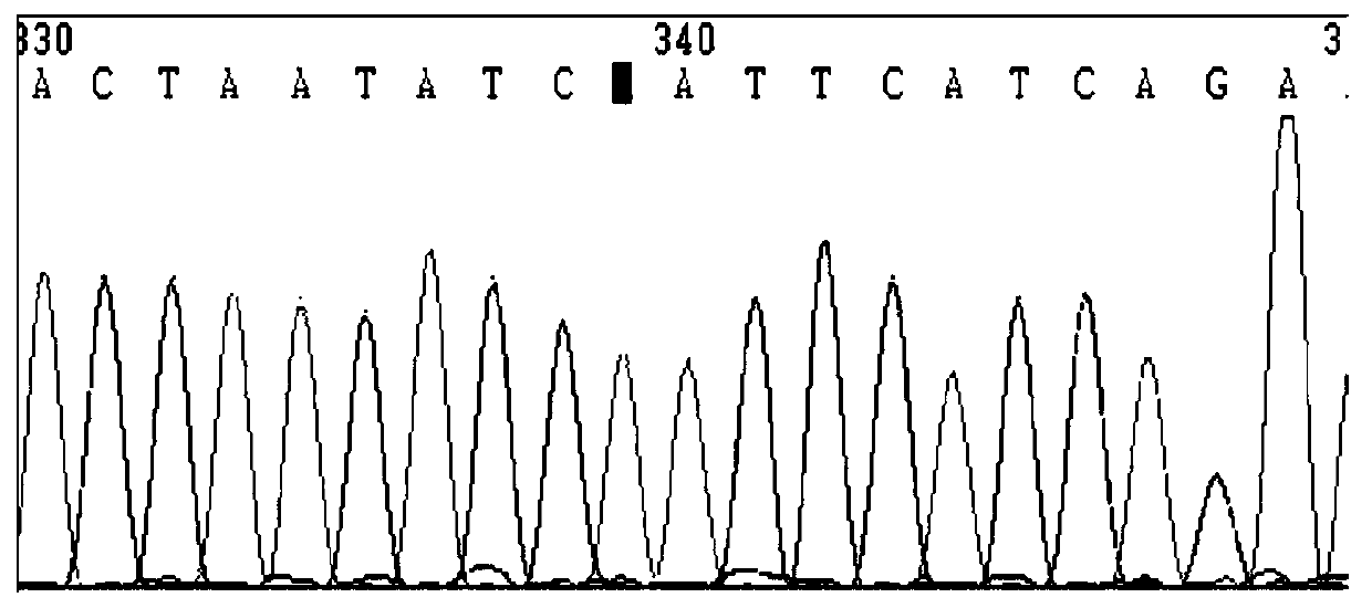 Nucleic acid composition and reagent kit for detecting cardiovascular disease medication related genes based on nucleic acid mass-spectrometric technique, and detection method