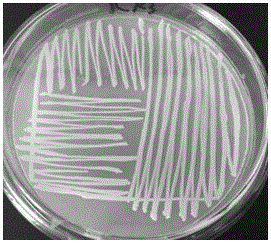 Rhodobacter capsulatus strain as well as screening method and application thereof