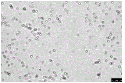 Rhodobacter capsulatus strain as well as screening method and application thereof