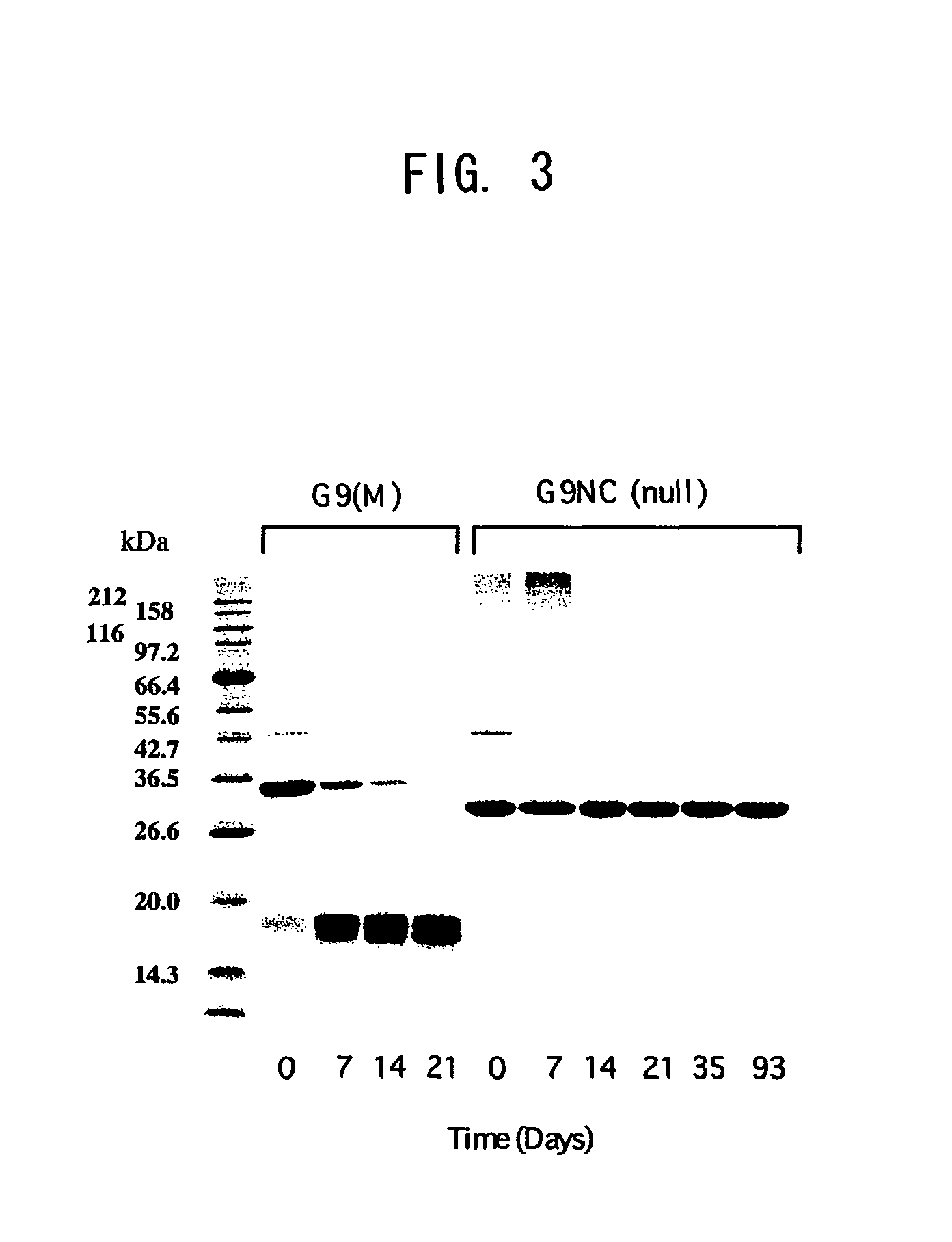 Modified galectin 9 proteins and use thereof