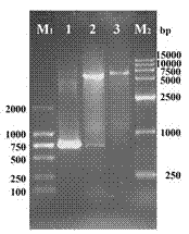 Truncated and expressed duck plague virus (DPV) recombinant envelope gI protein and preparation method and application thereof