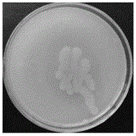 Microorganism bacterium agent for sludge reduction onsite as well as preparation method and application of microorganism bacterium agent