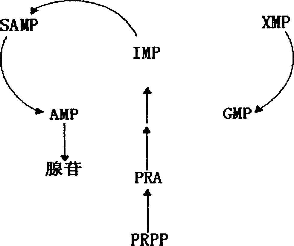 Adenosme generation bacteria and method for generating adenosine by fermentation