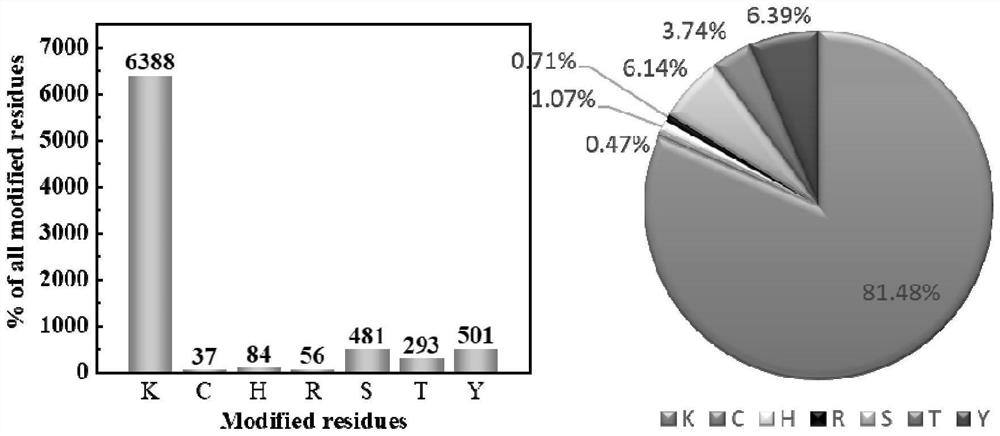 Method for marking protein