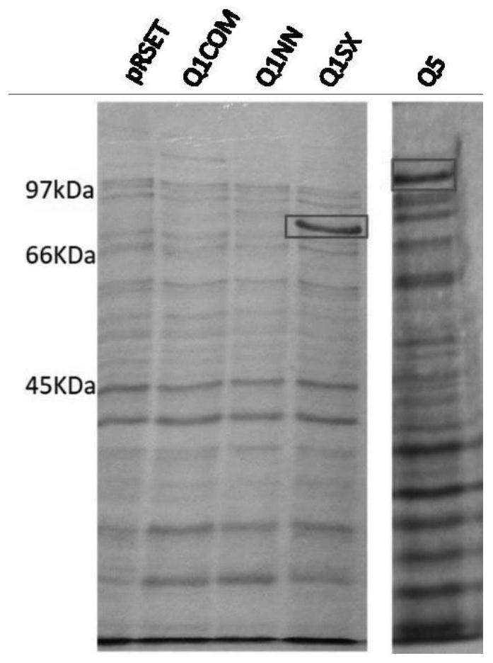 Chimeric protein, method of production and use thereof, and also a nucleic acid molecule, expression cassette, expression vector, host cell, composition for the diagnosis of leishmaniasis, kit for the diagnosis of leishmaniasis and method of diagnosis of leishmaniasis in vitro