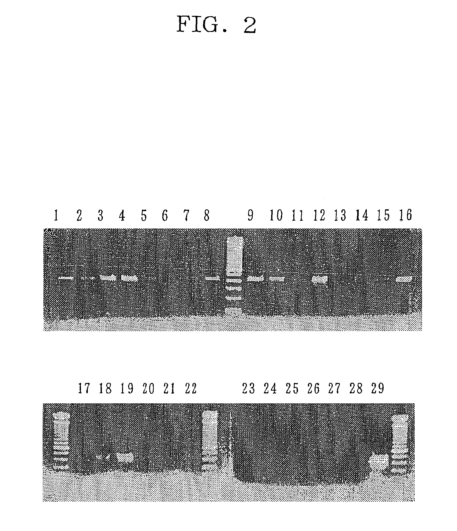 Insulin/IGF/relaxin family polypeptides and DNAS thereof
