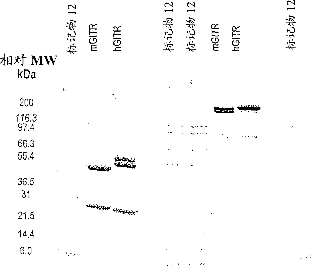 GITR binding molecules and uses therefor