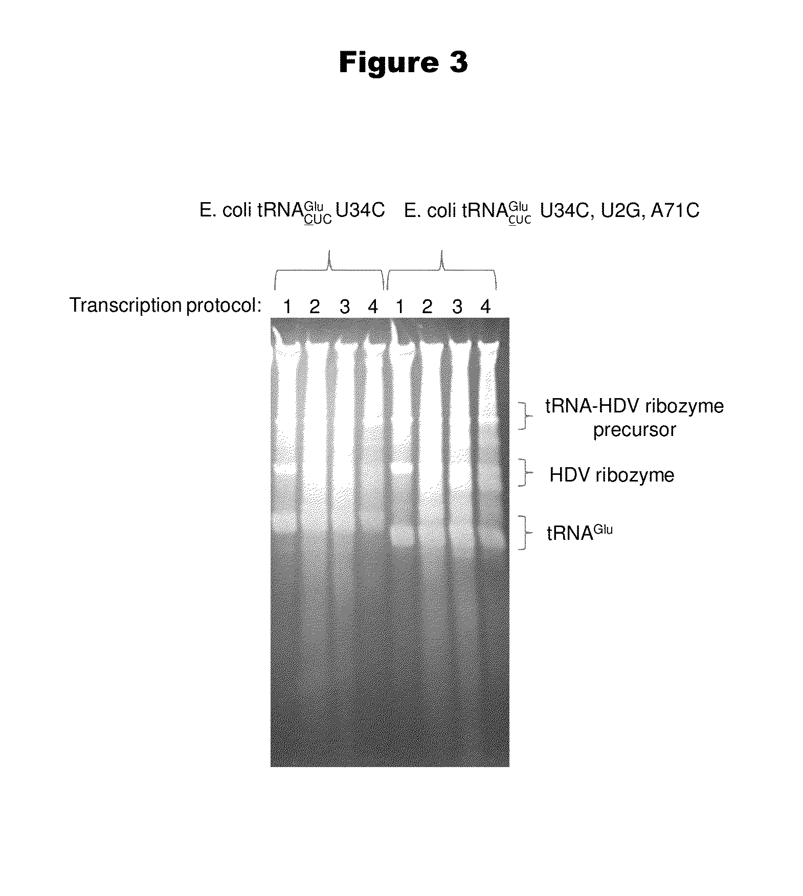 Mono charging system for selectively introducing non-native amino acids into proteins using an in vitro protein synthesis system
