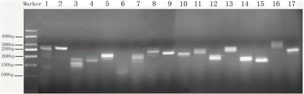 Naked mole rat microsatellite marker site, primer and application thereof