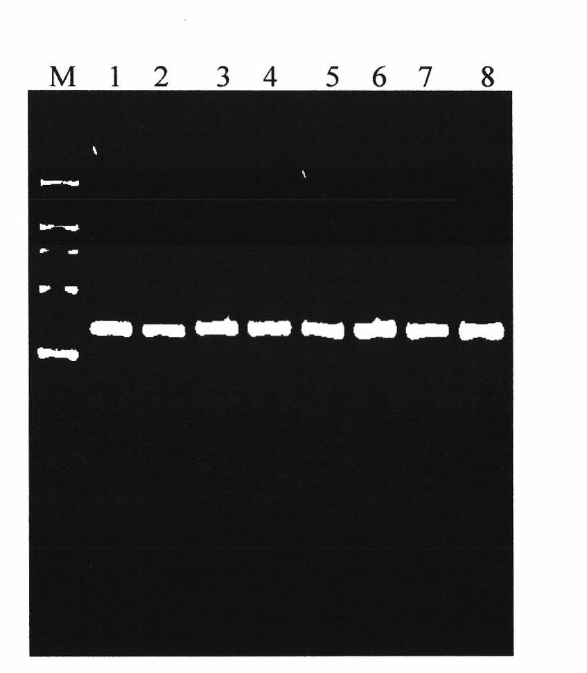 Molecular marker authenticating method for related gene of cucumber propamocarb residue