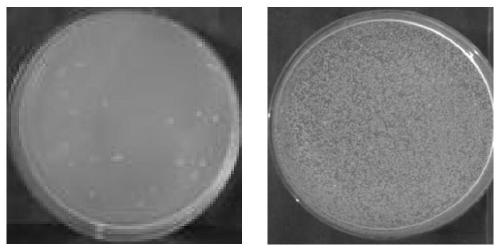 Quaternary ammonium salt type dendritic polythioether modified polymer microsphere