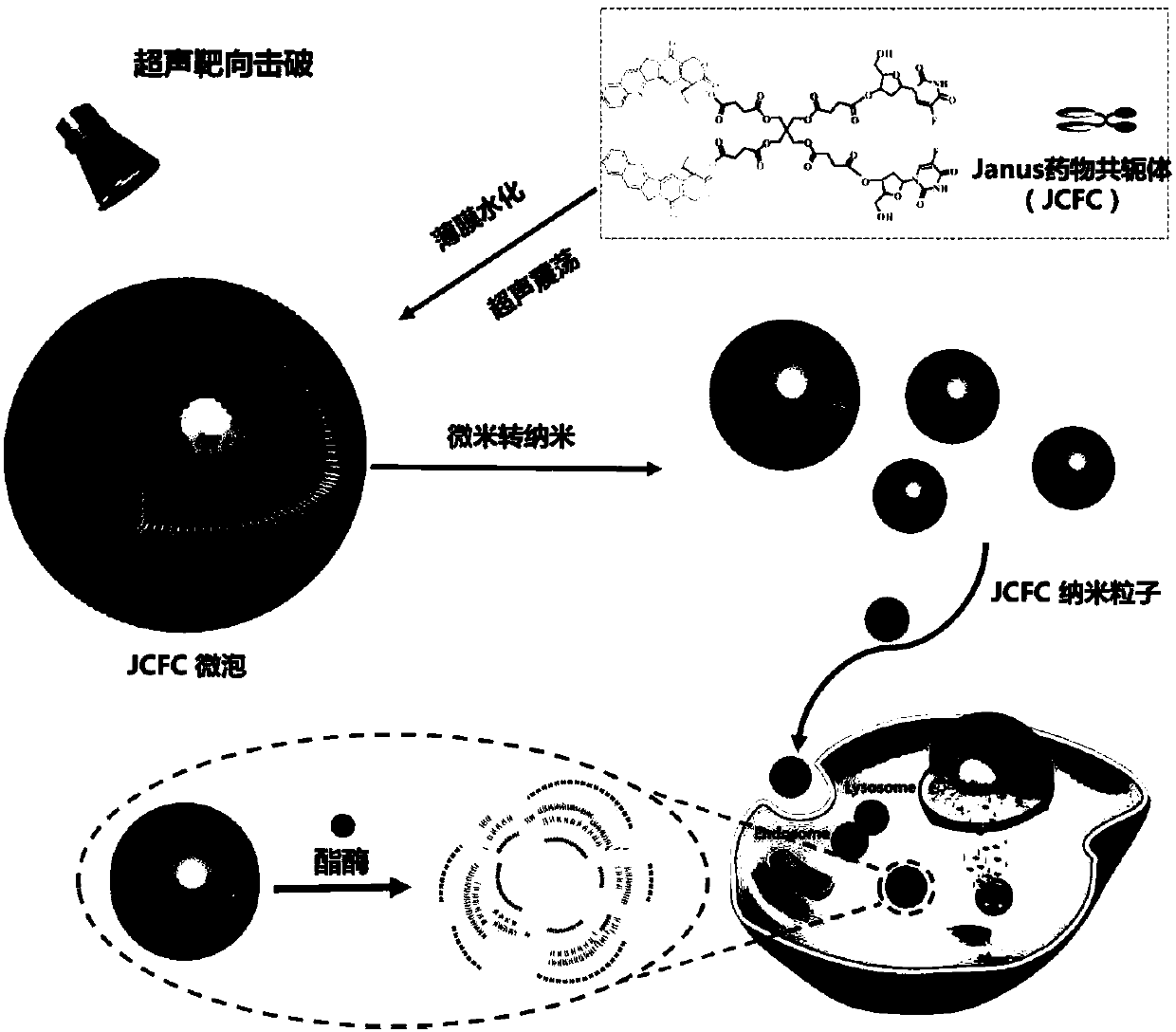 Preparation method and application of diagnosis and treatment microbubbles based on Janus drug conjugates