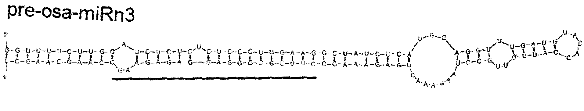 miRNA-n3 derived from rice and application thereof