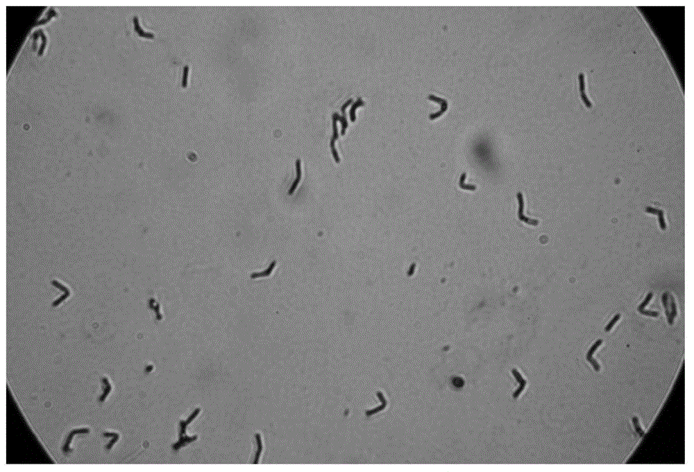 A strain of Bacillus producing alginate lyase and its application