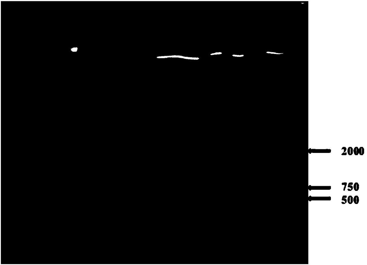 Saccharomyces cerevisiae, construction method thereof and application thereof in fermenting preparation of lycopene