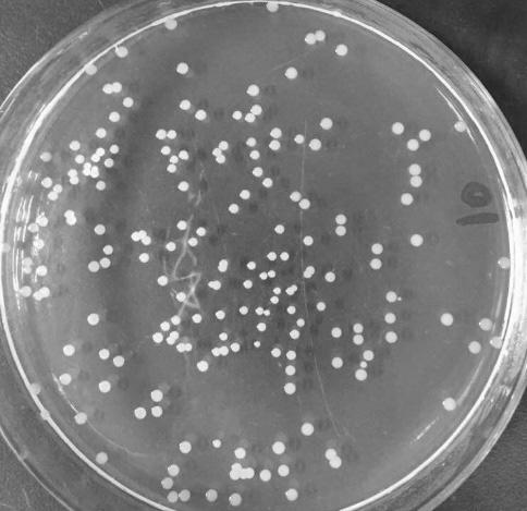 A kind of staphylococcus lentus strain and use thereof