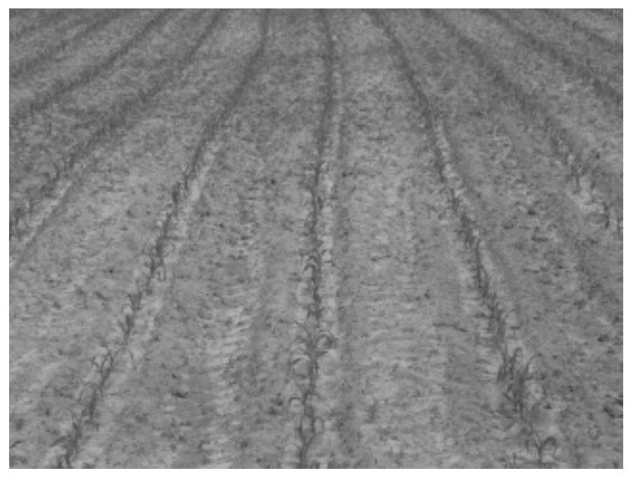 Intelligent agricultural machinery navigation system and method based on machine vision